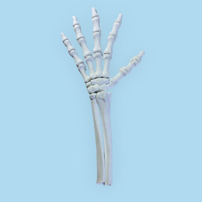 skeleton hand