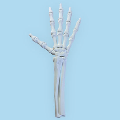 skeleton hand